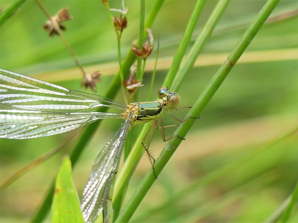 Chalcolestes_viridis